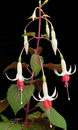 گوشواره